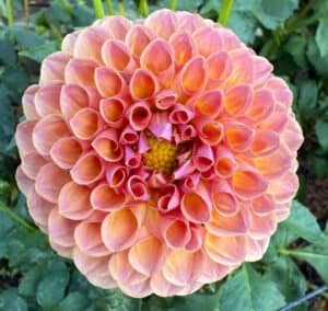 Jowey Winnie Dahlia - Dynomite Farm - Santa Cruz, California