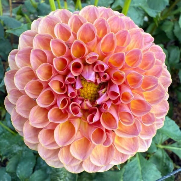 Jowey Winnie Dahlia - Dynomite Farm - Santa Cruz, California