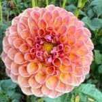 Jowey Winnie Dahlia - Dynomite Farm - Santa Cruz, California