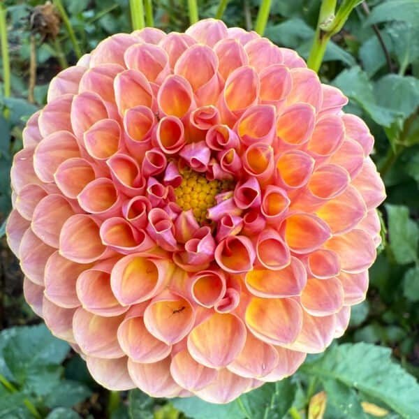 Jowey Winnie Dahlia - Dynomite Farm - Santa Cruz, California