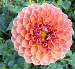 Jowey Winnie Dahlia - Dynomite Farm - Santa Cruz, California