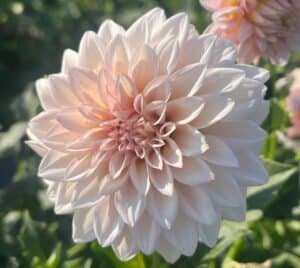 KA's Mocha Jake Dahlia - Dynomite Farm - Santa Cruz, California