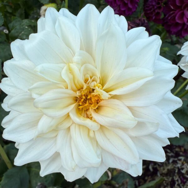 KA's Mocha Jake Dahlia - Dynomite Farm - Santa Cruz, California