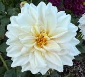 KA's Mocha Jake Dahlia - Dynomite Farm - Santa Cruz, California