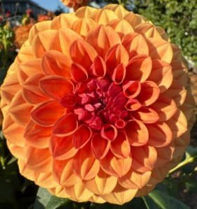 KA's™ Blood Orange Dahlia - Dynomite Farm - Santa Cruz, California