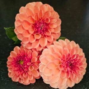 KA's™ Blood Orange Dahlia - Dynomite Farm - Santa Cruz, California