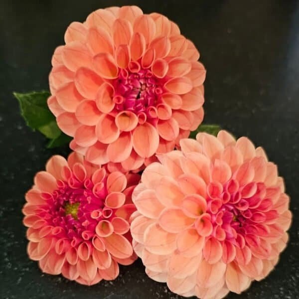 KA's™ Blood Orange Dahlia - Dynomite Farm - Santa Cruz, California