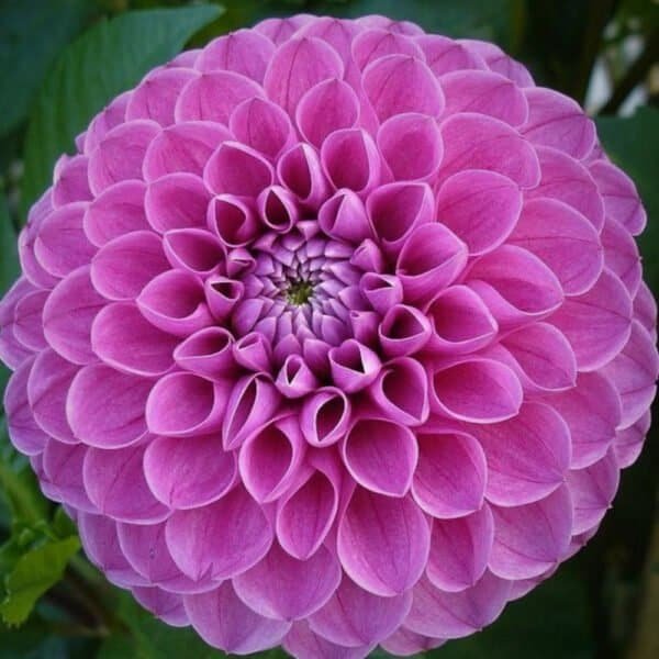 Marys Jomanda Dahlia - Dynomite Farm - Santa Cruz, California