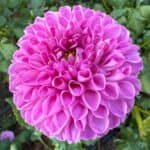 Marys Jomanda Dahlia - Dynomite Farm - Santa Cruz, California