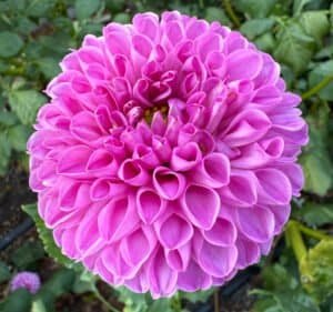 Marys Jomanda Dahlia - Dynomite Farm - Santa Cruz, California