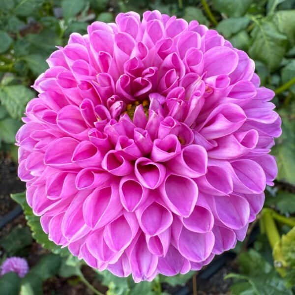 Marys Jomanda Dahlia - Dynomite Farm - Santa Cruz, California