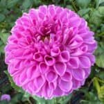 Marys Jomanda Dahlia - Dynomite Farm - Santa Cruz, California