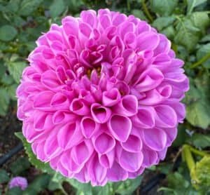 Marys Jomanda Dahlia - Dynomite Farm - Santa Cruz, California