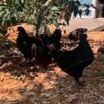 Farm Fresh Eggs - Dynomite Farm