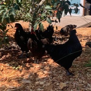 Farm Fresh Eggs - Dynomite Farm