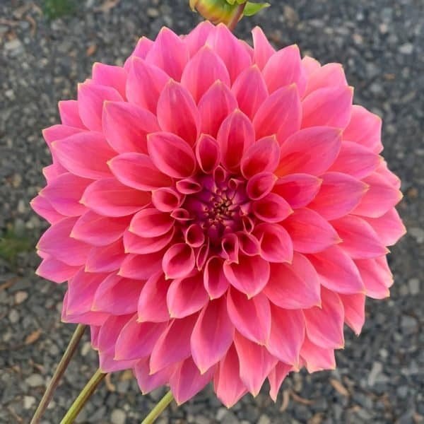 Avoca Amanda Dahlia - Dynomite Farm - Santa Cruz, California