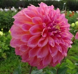 Avoca Amanda Dahlia - Dynomite Farm - Santa Cruz, California