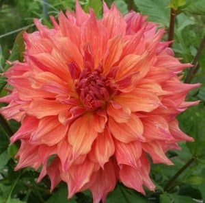 Belle of Barmera Dahlia - Dynomite Farm - Santa Cruz, California