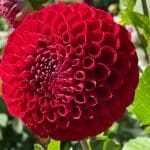 Cornel Dahlia - Dynomite Farm - Santa Cruz, California