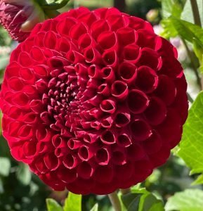 Cornel Dahlia - Dynomite Farm - Santa Cruz, California
