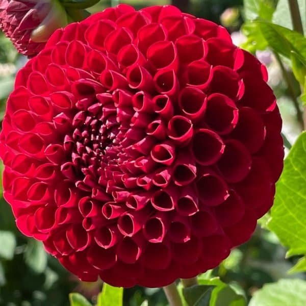 Cornel Dahlia - Dynomite Farm - Santa Cruz, California