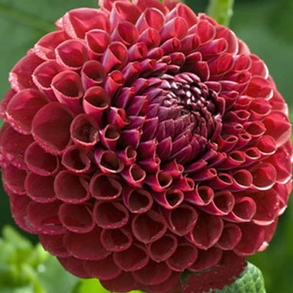 Cornel Dahlia - Dynomite Farm - Santa Cruz, California