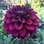 Diva Dahlia - Dynomite Farm - Santa Cruz, California