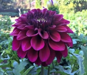 Diva Dahlia - Dynomite Farm - Santa Cruz, California