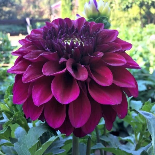 Diva Dahlia - Dynomite Farm - Santa Cruz, California