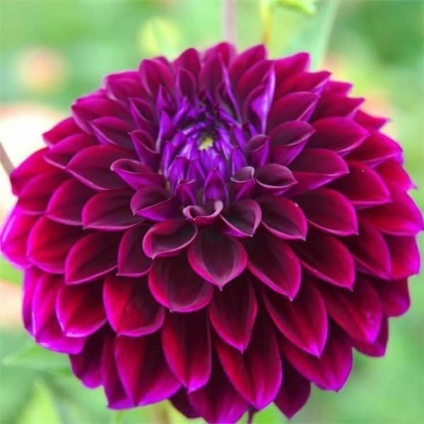 Diva Dahlia - Dynomite Farm - Santa Cruz, California