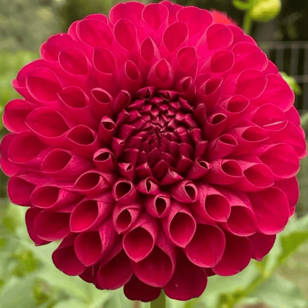 JS Emma Lee Dahlia - Dynomite Farm - Santa Cruz, California