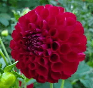 JS Emma Lee Dahlia - Dynomite Farm - Santa Cruz, California