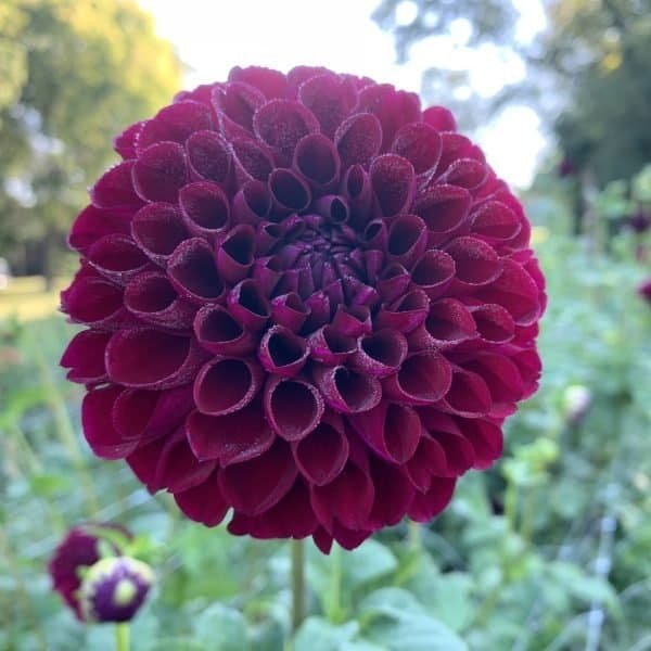 Jessie G Dahlia - Dynomite Farm - Santa Cruz, California