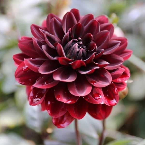 Karma Chocolate Dahlia - Dynomite Farm - Santa Cruz, California
