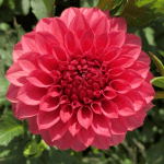 KA Keltie Rose Dahlia - Dynomite Farm - Santa Cruz, California