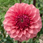 KA Keltie Rose Dahlia - Dynomite Farm - Santa Cruz, California