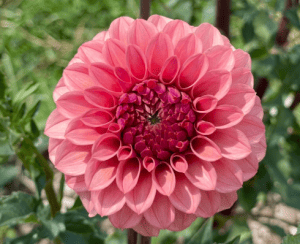 KA Keltie Rose Dahlia - Dynomite Farm - Santa Cruz, California