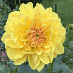 Mary Lou Dahlia - Dynomite Farm - Santa Cruz, California