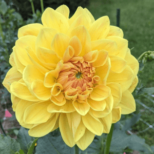 Mary Lou Dahlia - Dynomite Farm - Santa Cruz, California