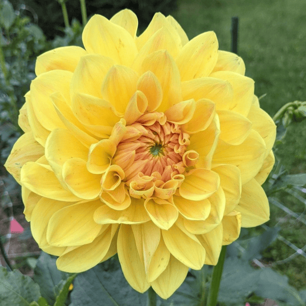 Mary Lou Dahlia - Dynomite Farm - Santa Cruz, California