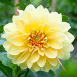 Mary Lou Dahlia - Dynomite Farm - Santa Cruz, California