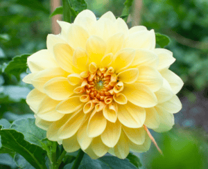 Mary Lou Dahlia - Dynomite Farm - Santa Cruz, California