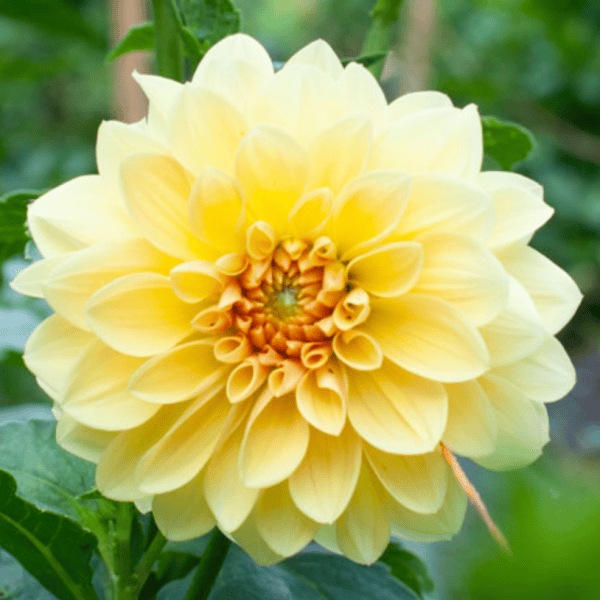 Mary Lou Dahlia - Dynomite Farm - Santa Cruz, California