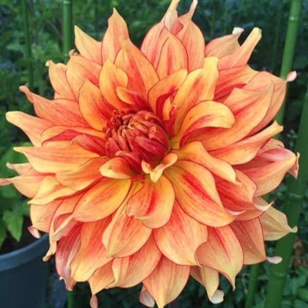 Mary P Dahlia - Dynomite Farm - Santa Cruz, California