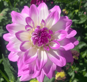 Mikayla Miranda Dahlia - Dynomite Farm - Santa Cruz, California