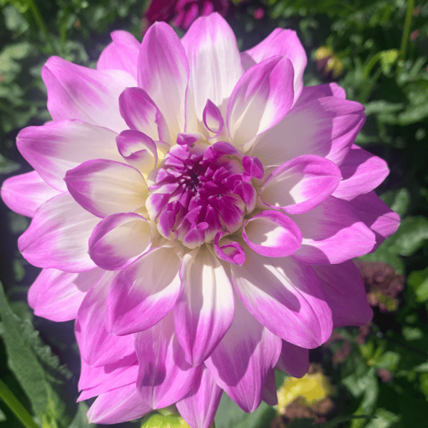 Mikayla Miranda Dahlia - Dynomite Farm - Santa Cruz, California