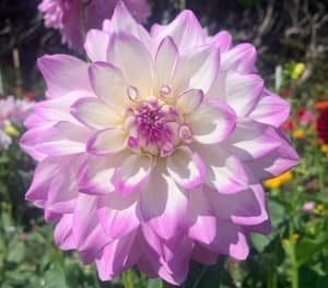 Mikayla Miranda Dahlia - Dynomite Farm - Santa Cruz, California