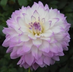 Mikayla Miranda Dahlia - Dynomite Farm - Santa Cruz, California