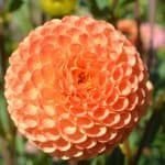 Ms Kennedy Dahlia - Dynomite Farm - Santa Cruz, California