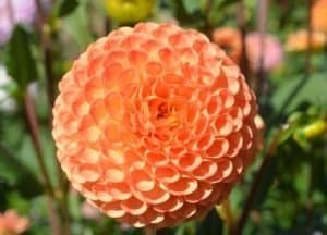 Ms Kennedy Dahlia - Dynomite Farm - Santa Cruz, California